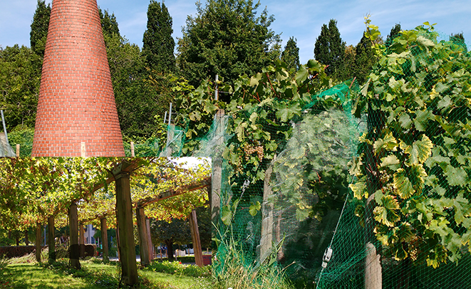 Vignobles Parc de Bercy